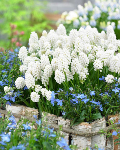 Bortom den blå: vita och rosa muscari